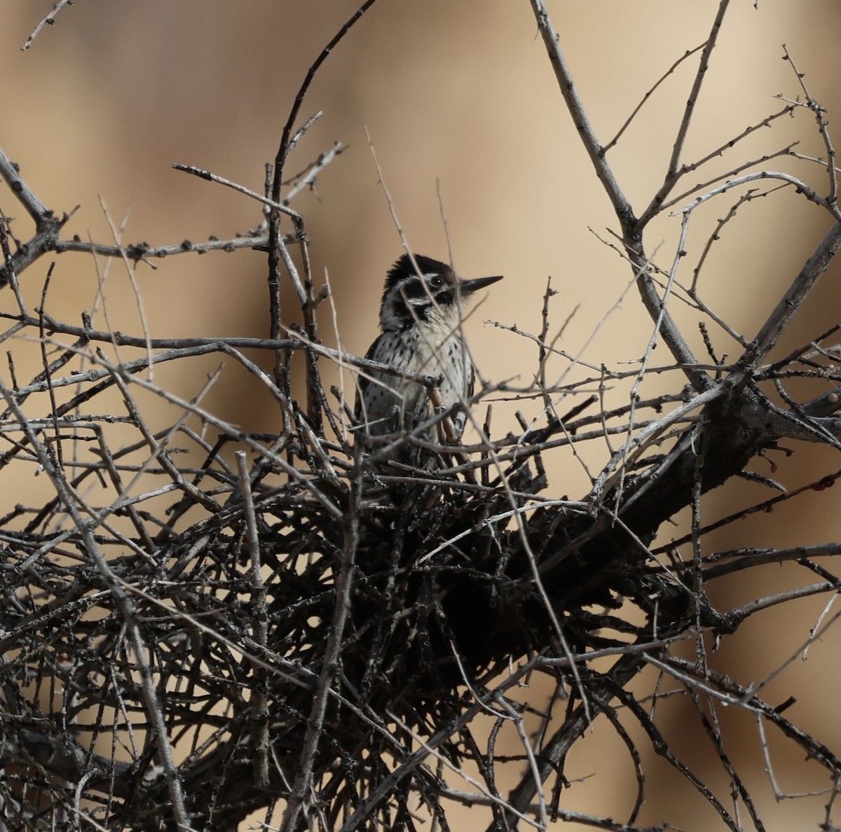 Pico Mexicano - ML647388955