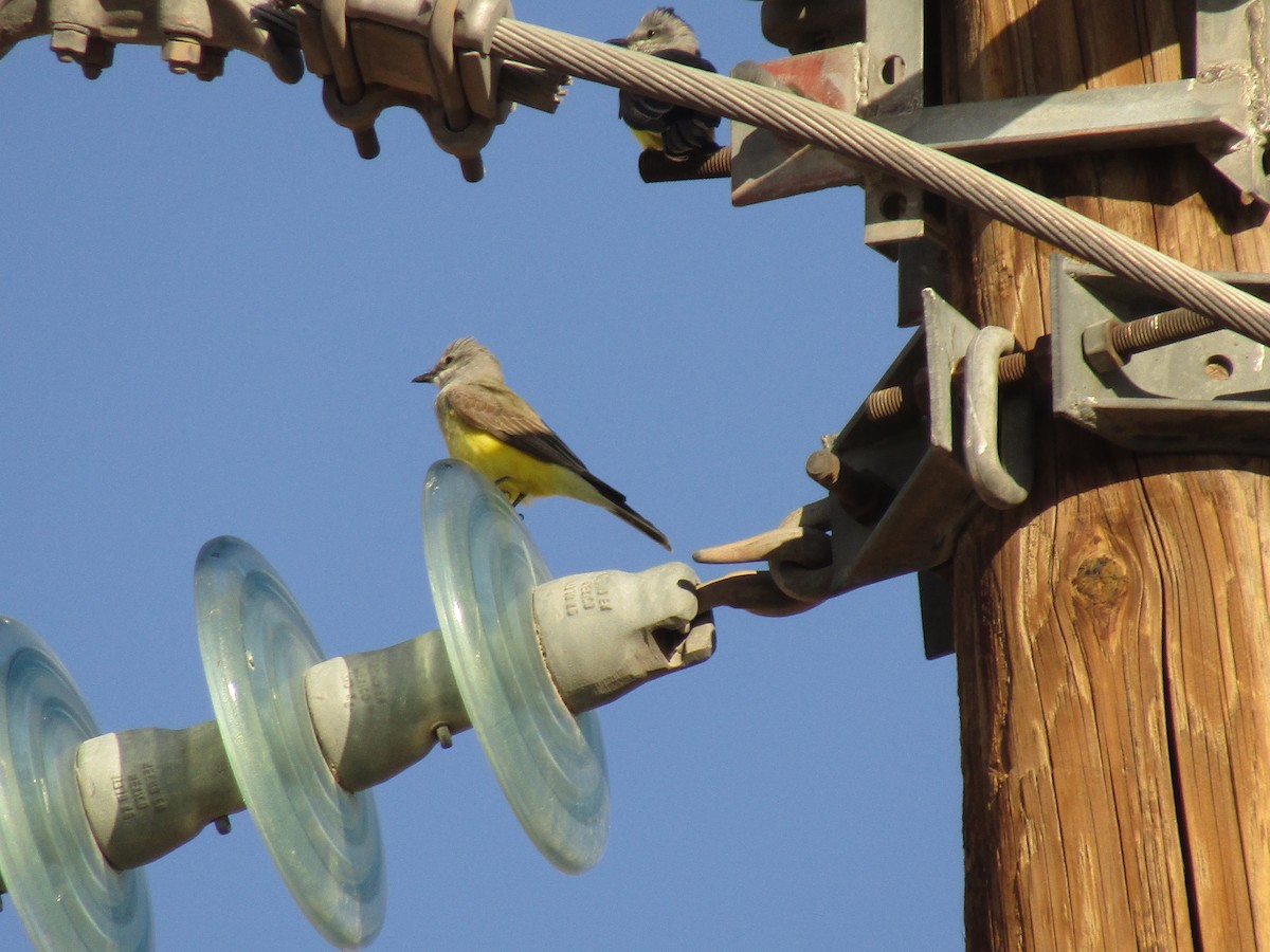 Tirano Occidental - ML647388956