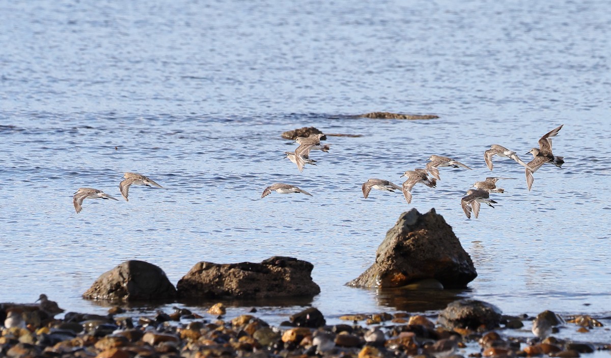 Correlimos Culiblanco - ML647388957
