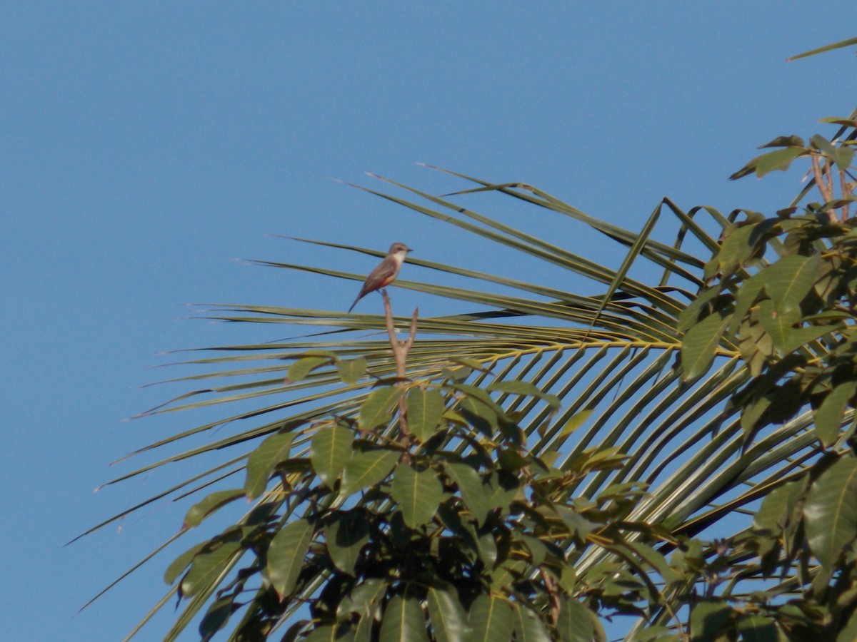 Mosquero Cardenal - ML647388958