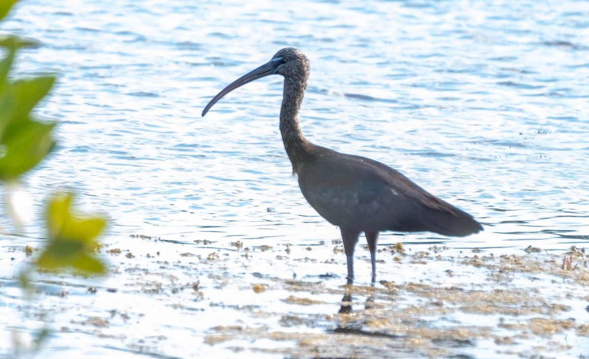 Morito Común - ML647388959