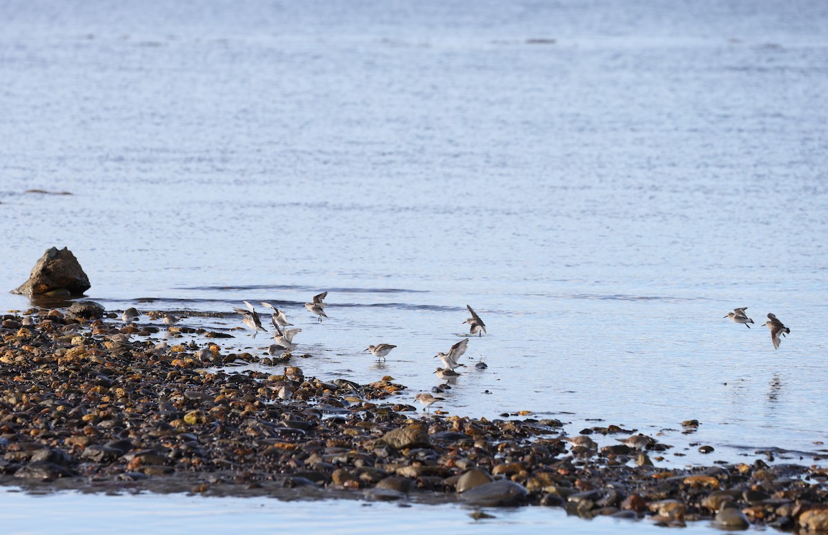 Correlimos Culiblanco - ML647388960