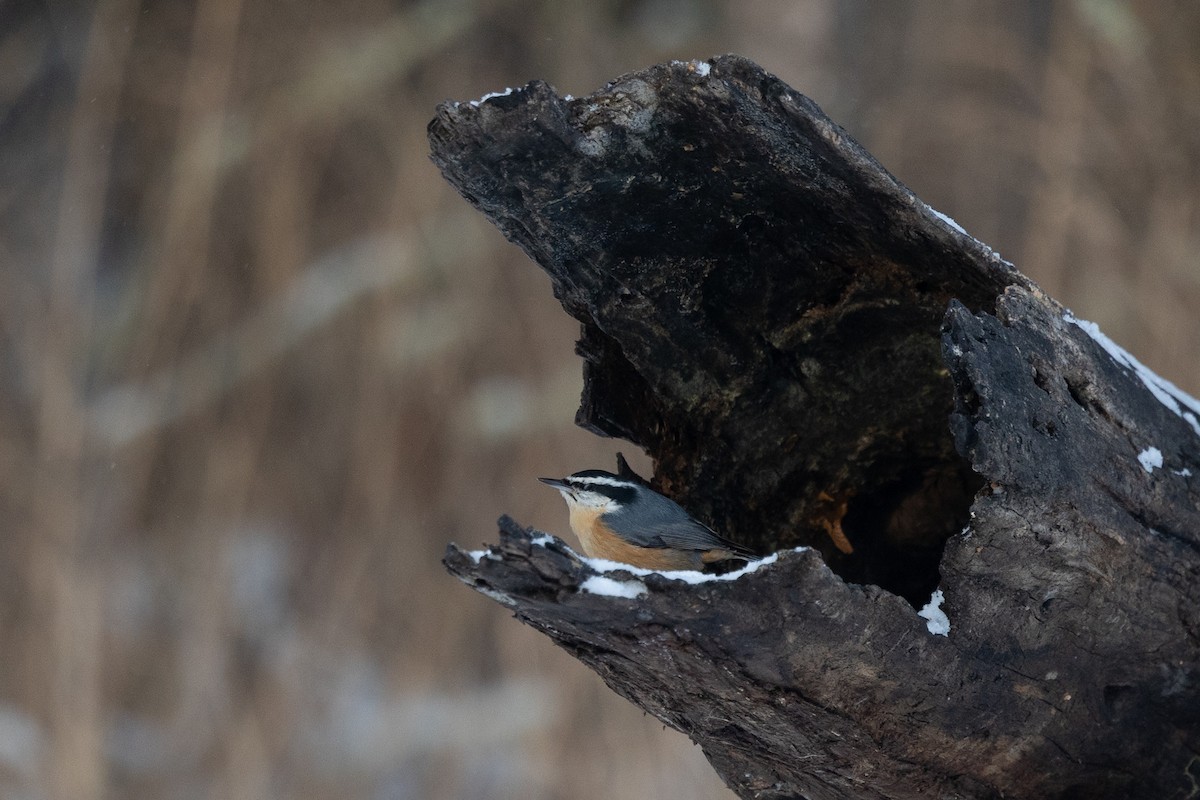 Trepador Canadiense - ML647388964