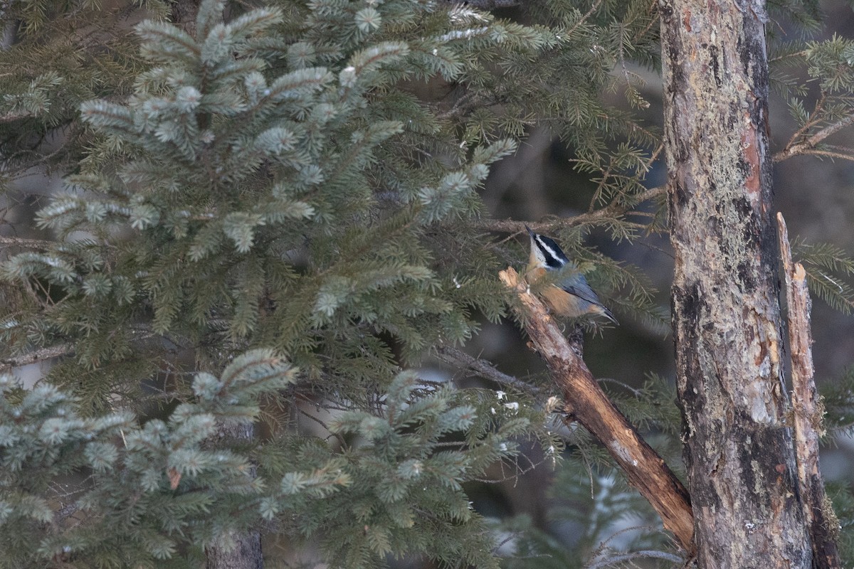 Trepador Canadiense - ML647388965