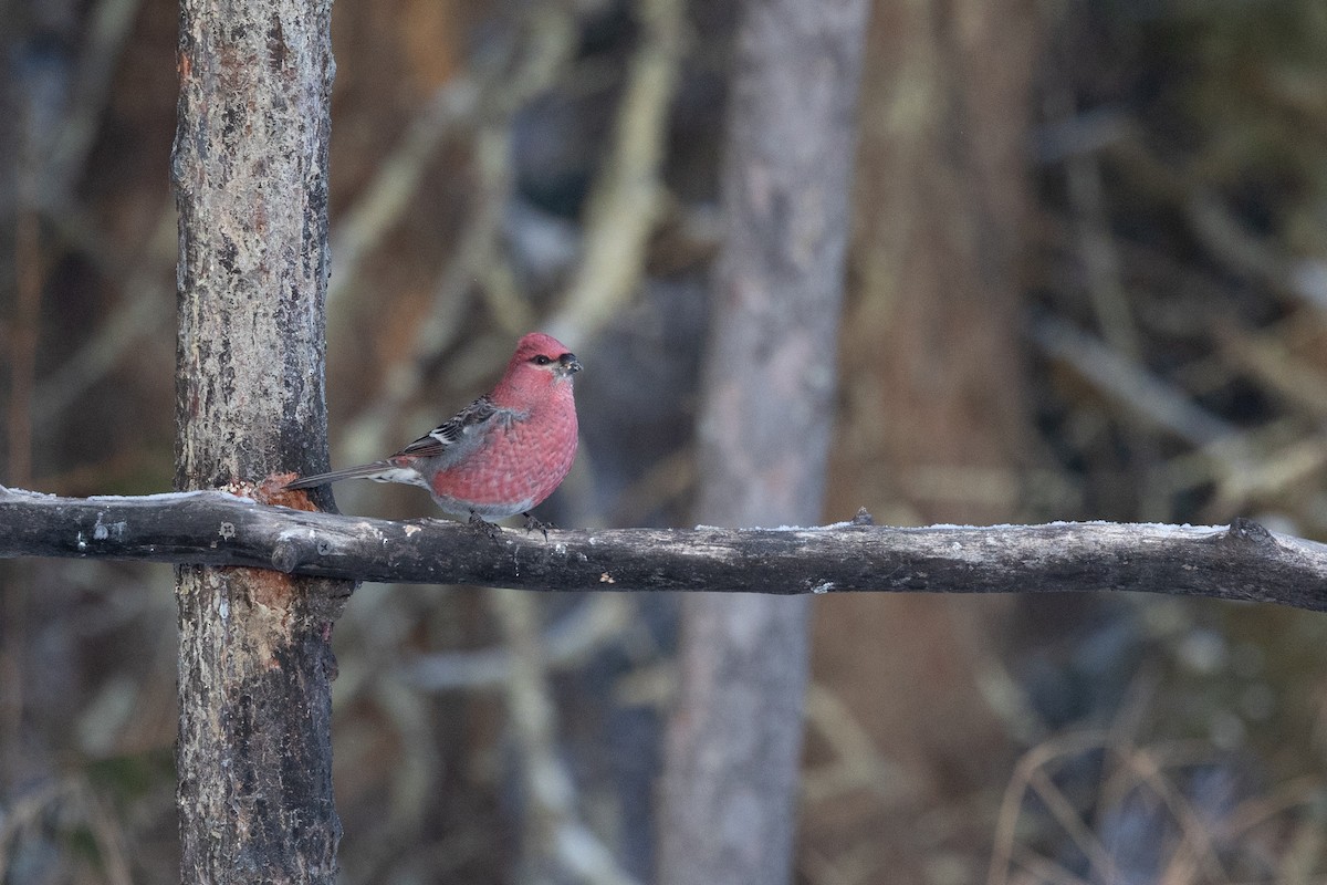 Pine Grosbeak - ML647388972