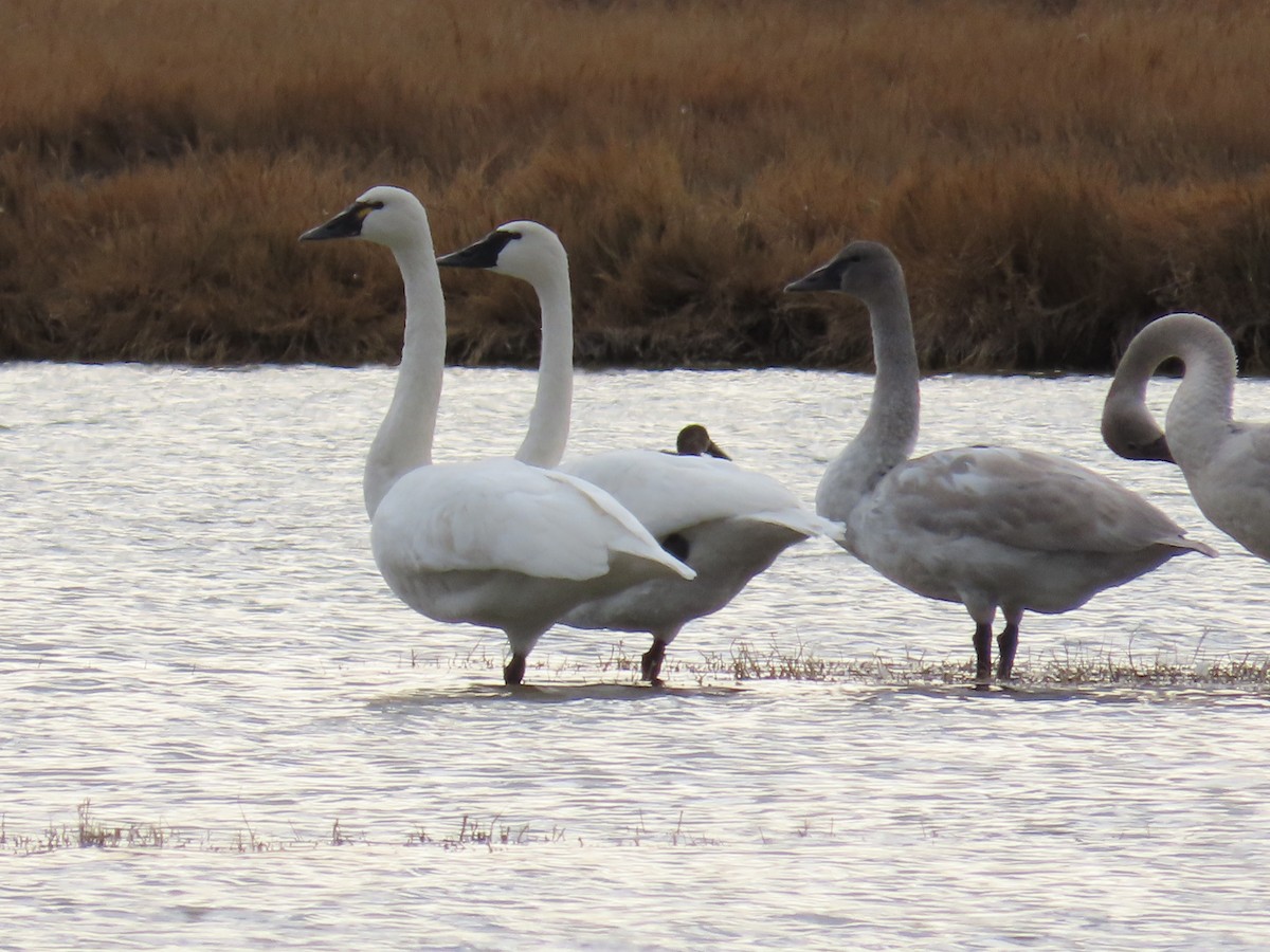 Tundra Swan (Whistling) - ML647388975