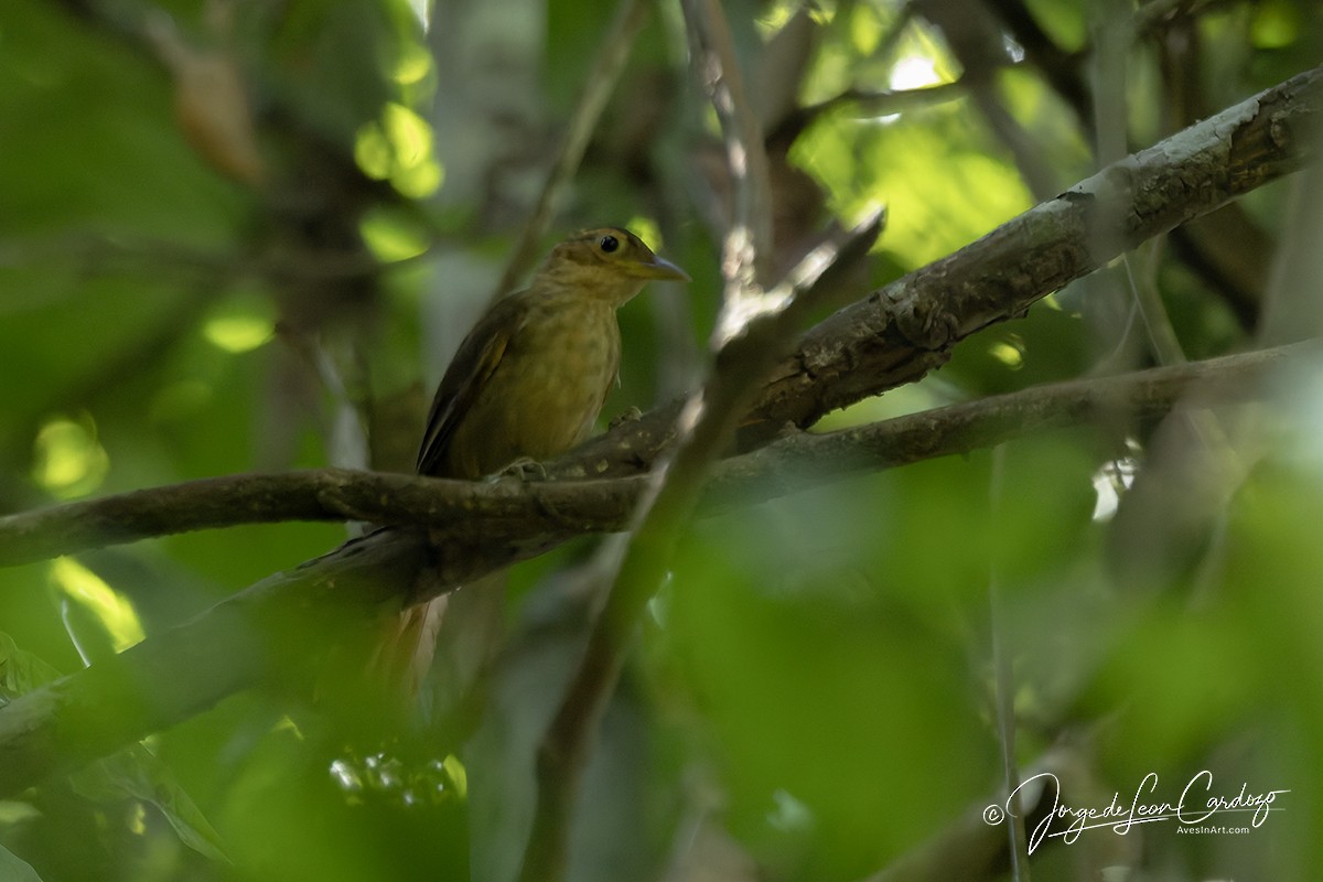 Ochre-throated Foliage-gleaner - ML647389001