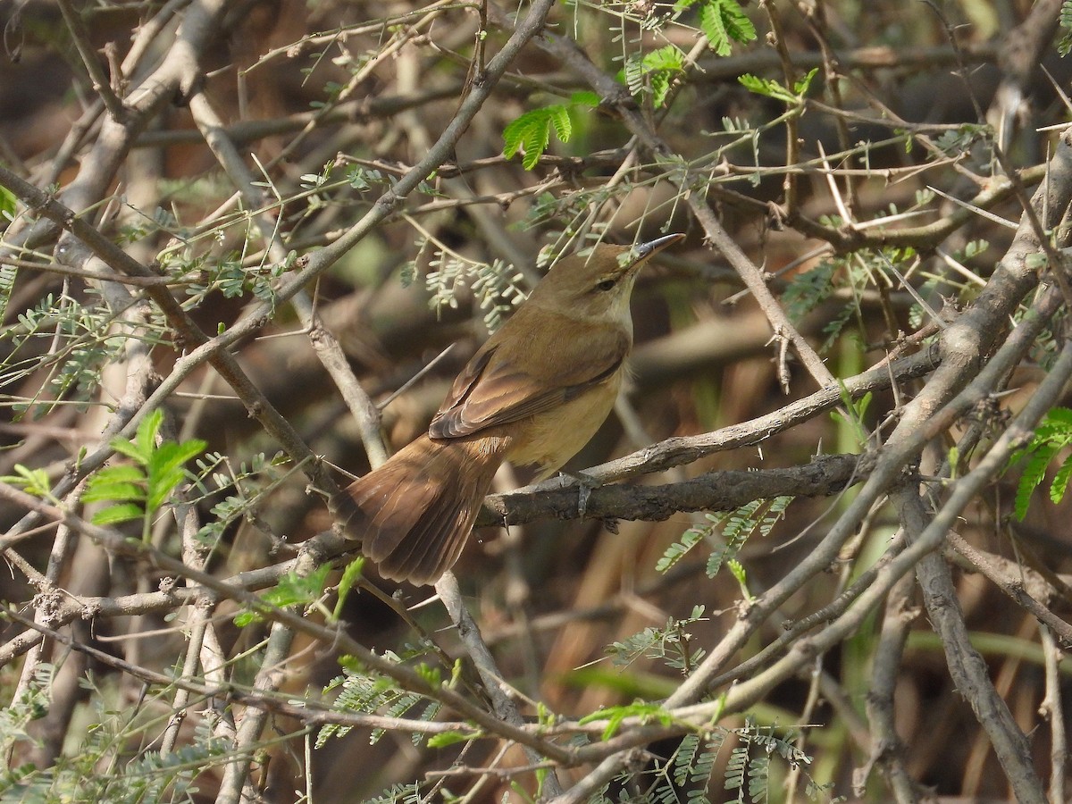 Clamorous Reed Warbler - ML647389004