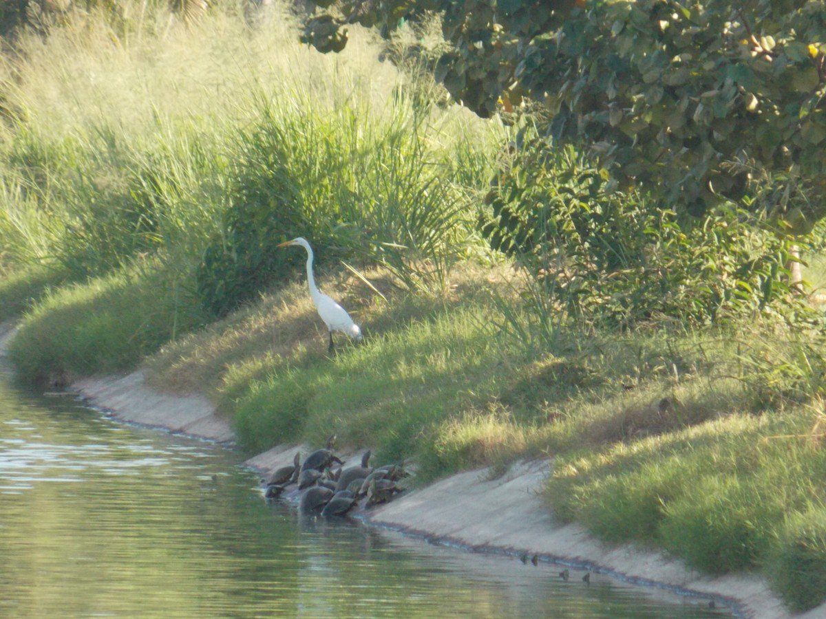 Great Egret - ML647389005