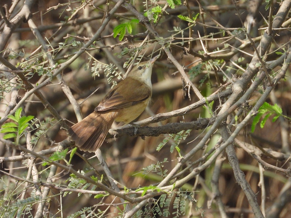 Clamorous Reed Warbler - ML647389011