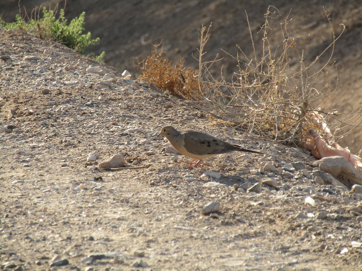 Uzun Kuyruklu Kumru - ML647389012