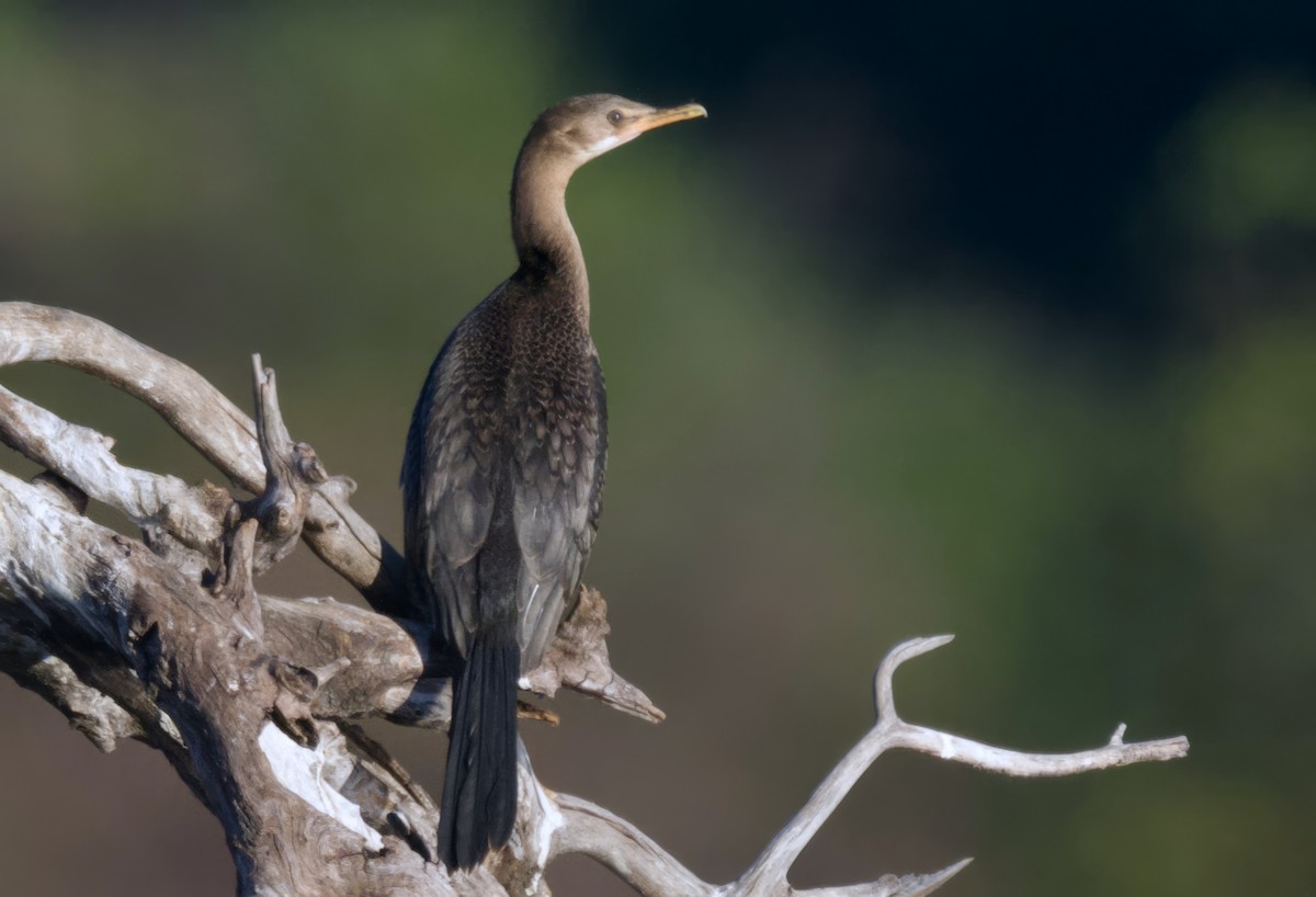 langstjertskarv - ML647389013