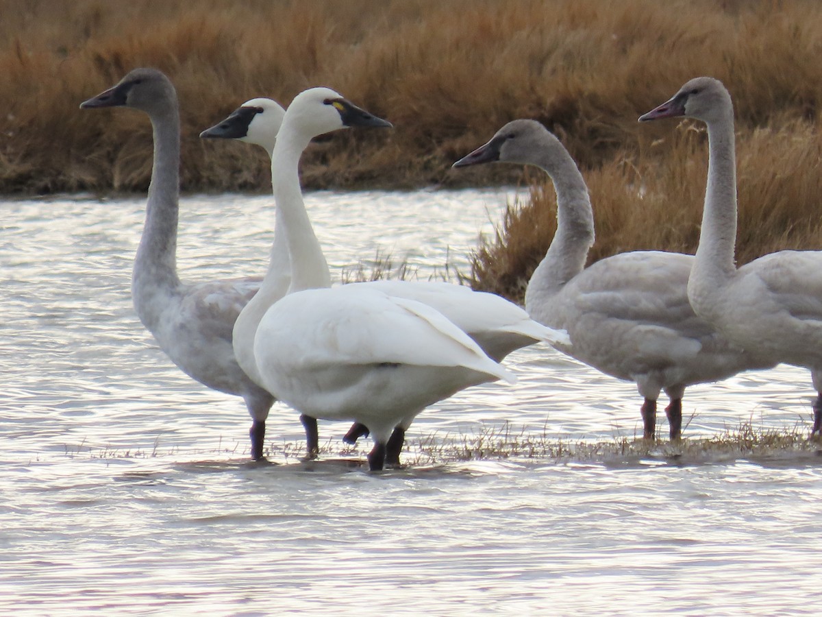 Tundra Swan (Whistling) - ML647389017