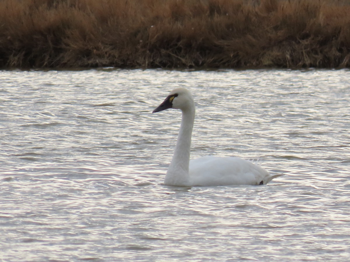Tundra Swan (Whistling) - ML647389029