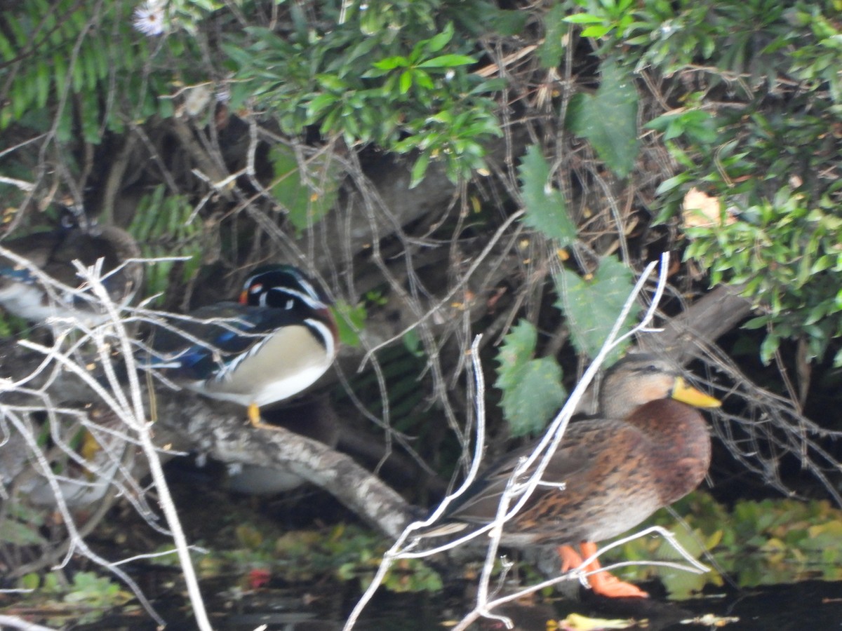 kachnička karolínská - ML647389032