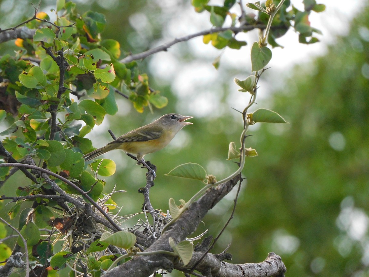Bell's Vireo - ML647389038