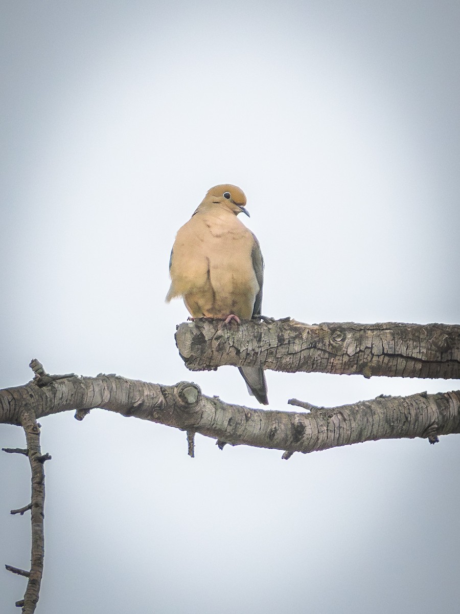 Uzun Kuyruklu Kumru - ML647389055