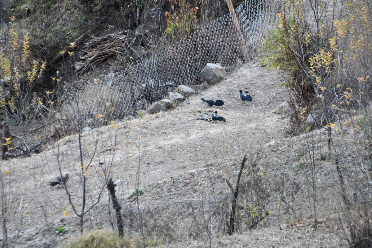 Kalij Pheasant - ML647389064