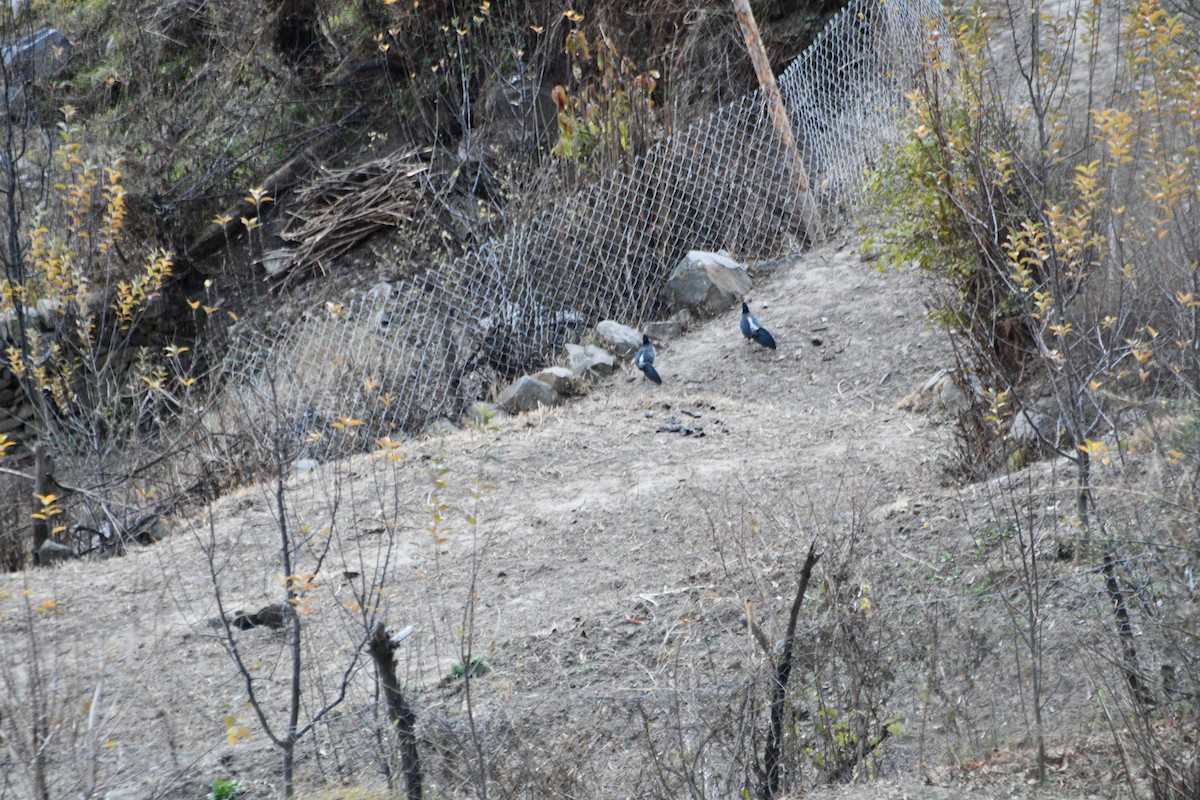 Kalij Pheasant - ML647389065