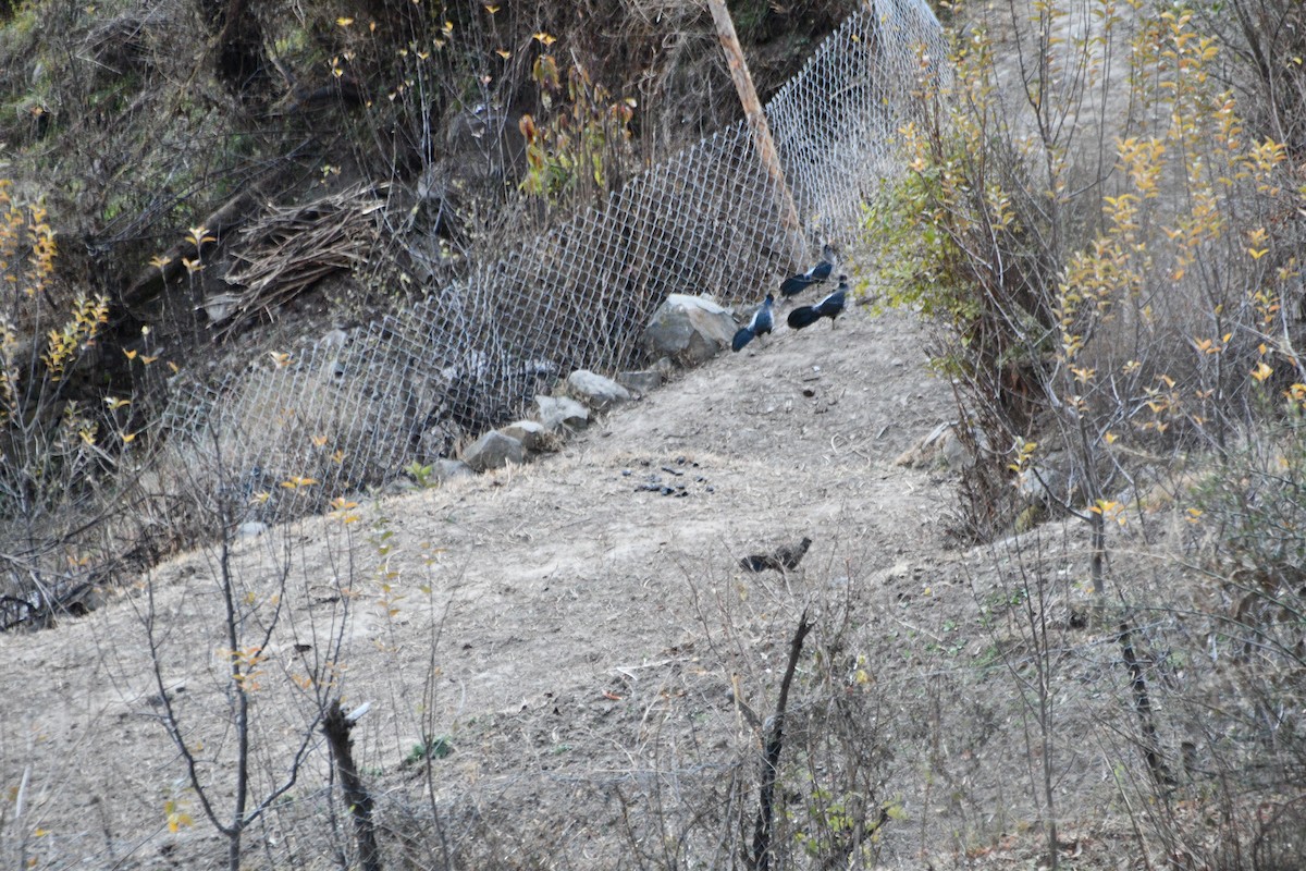 Kalij Pheasant - ML647389066