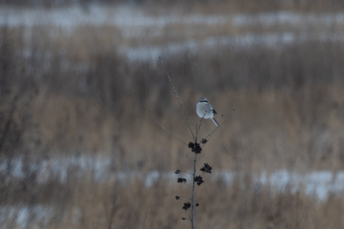 Northern Shrike - ML647389082
