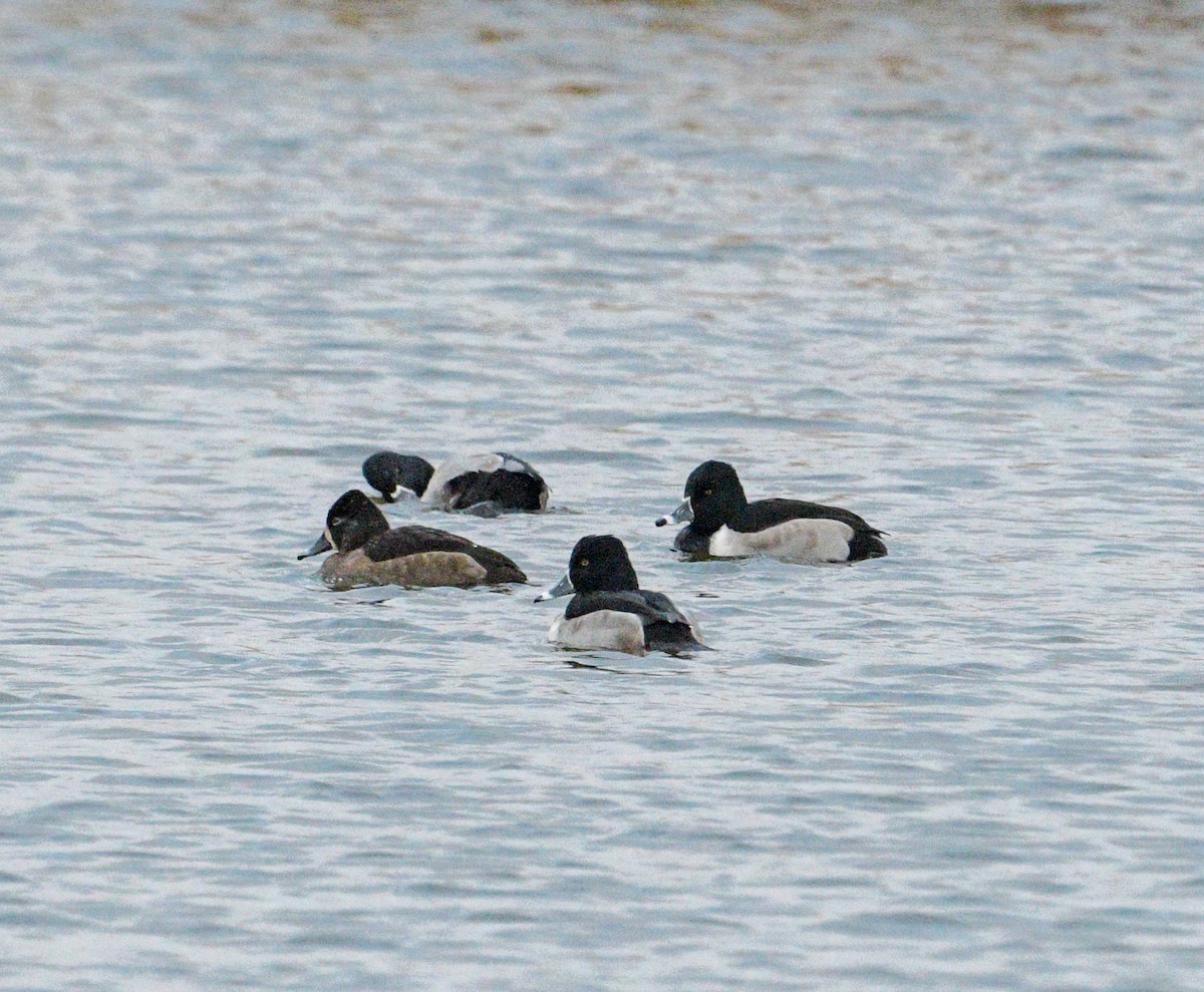 Porrón Acollarado - ML647389089