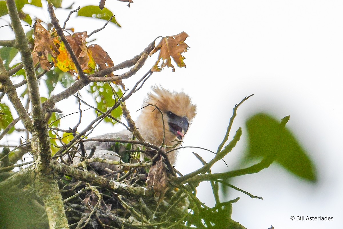 Harpy Eagle - ML647389098