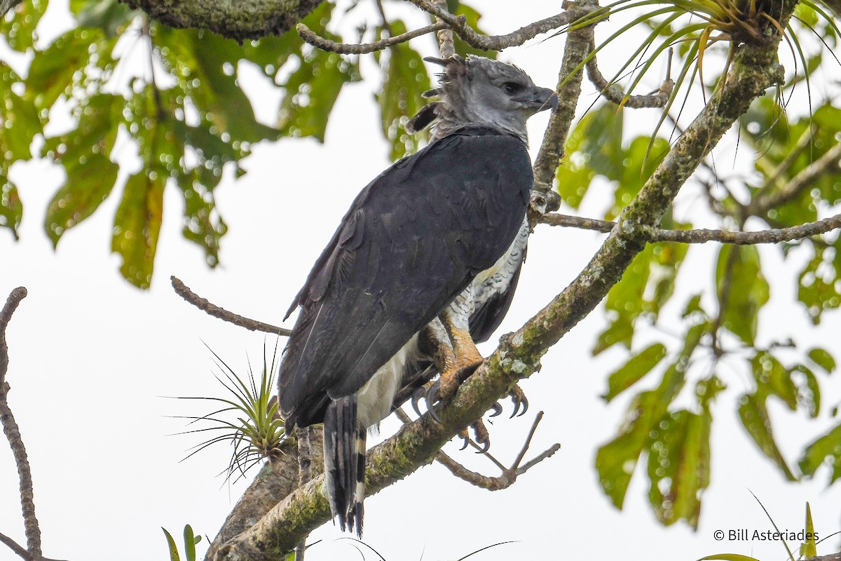 Harpy Eagle - ML647389099