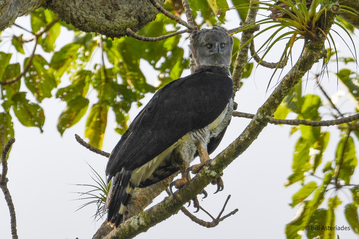 Harpy Eagle - ML647389100