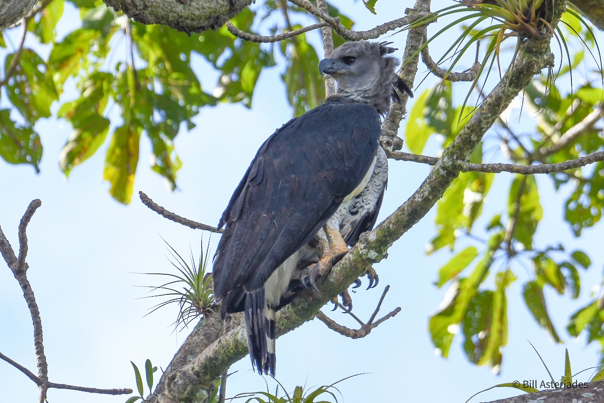 Harpy Eagle - ML647389102