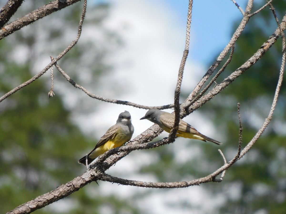 Cassin's Kingbird - ML647389106