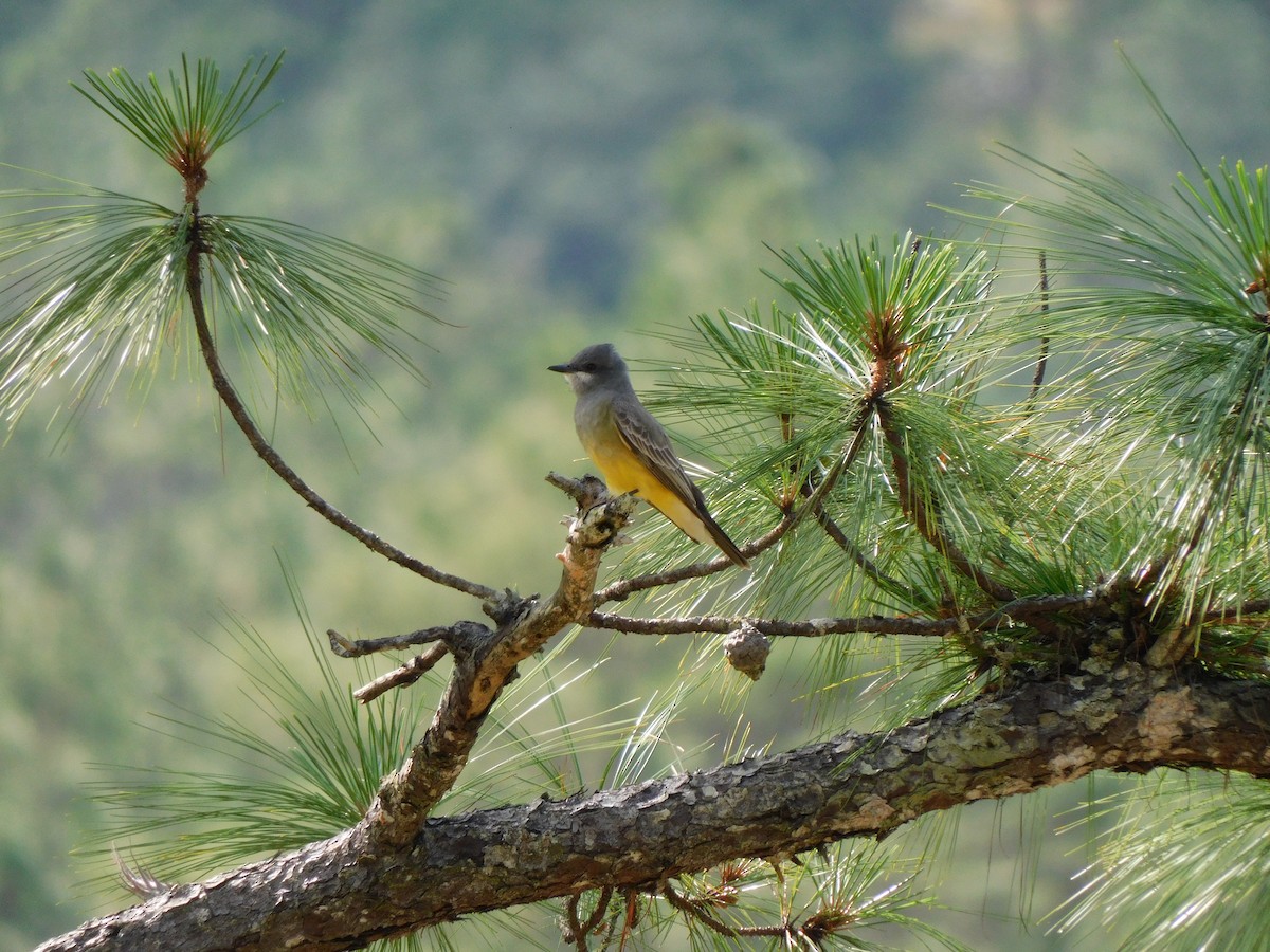 Cassin's Kingbird - ML647389108