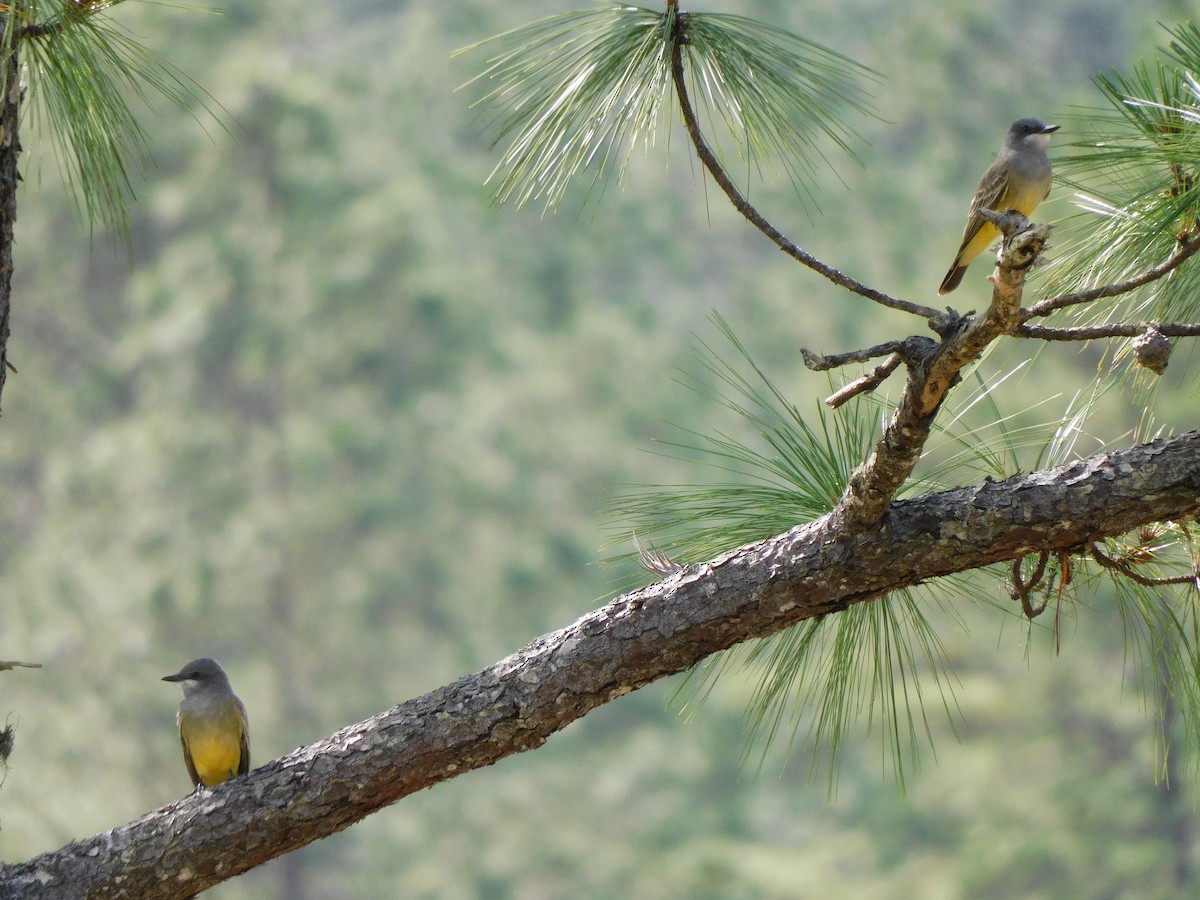 Cassin's Kingbird - ML647389109