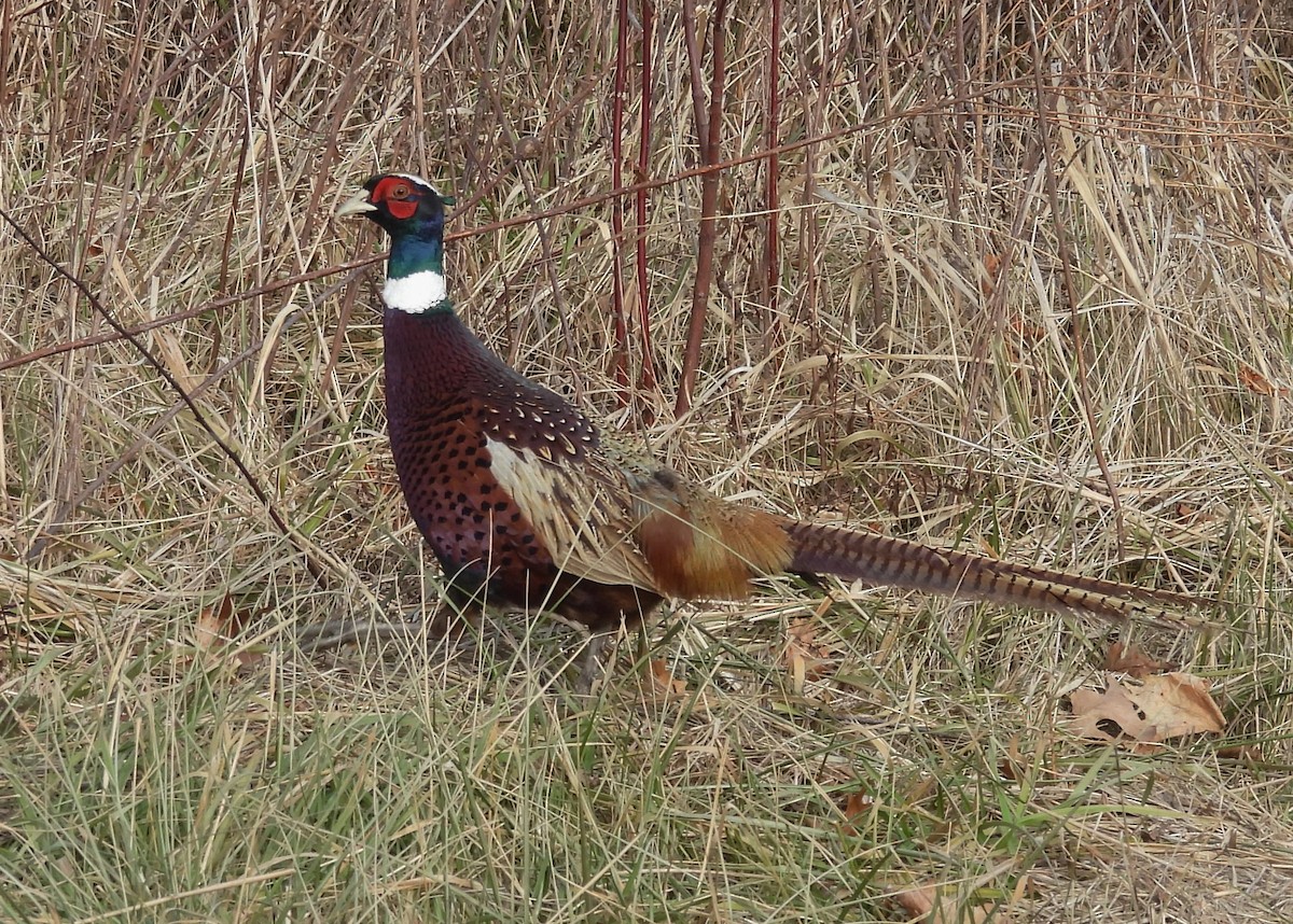 Ring-necked Pheasant - ML647389116