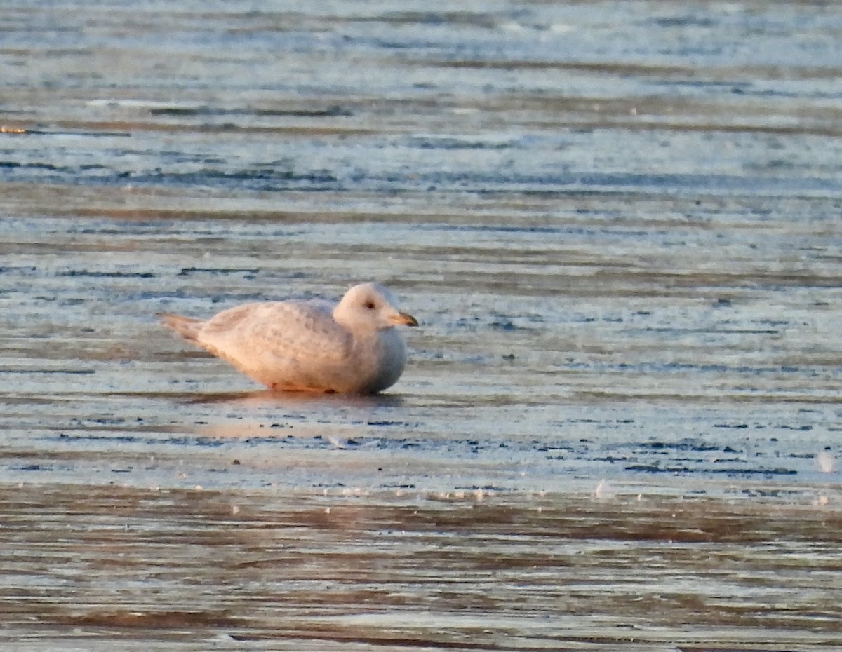 アイスランドカモメ（亜種 クムリーンカモメ） - ML647389133