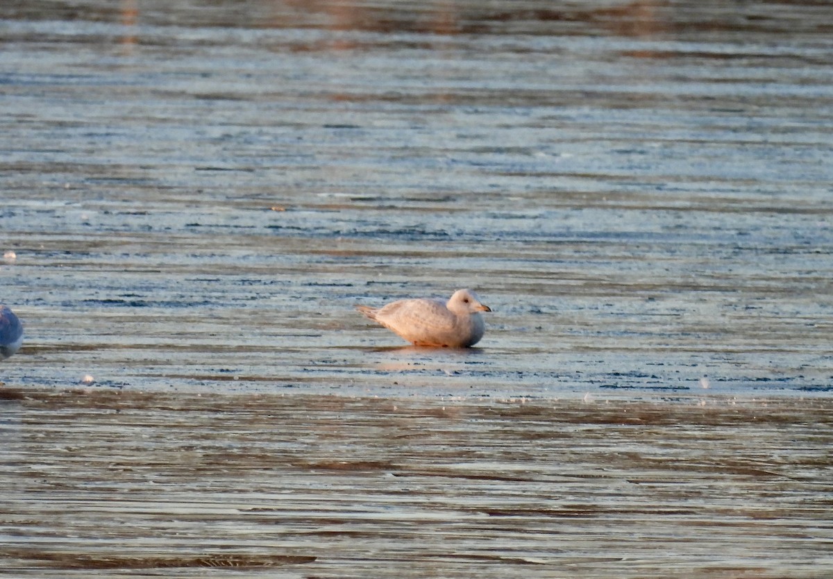 アイスランドカモメ（亜種 クムリーンカモメ） - ML647389134