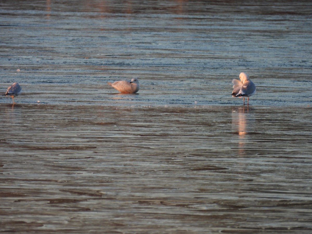 アイスランドカモメ（亜種 クムリーンカモメ） - ML647389135
