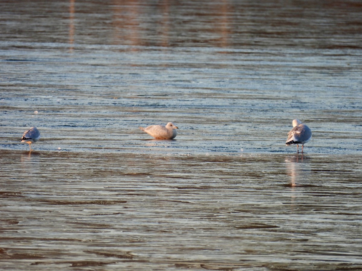 アイスランドカモメ（亜種 クムリーンカモメ） - ML647389136