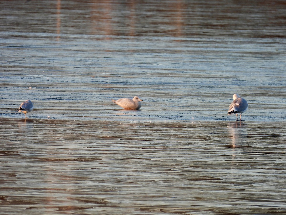アイスランドカモメ（亜種 クムリーンカモメ） - ML647389137