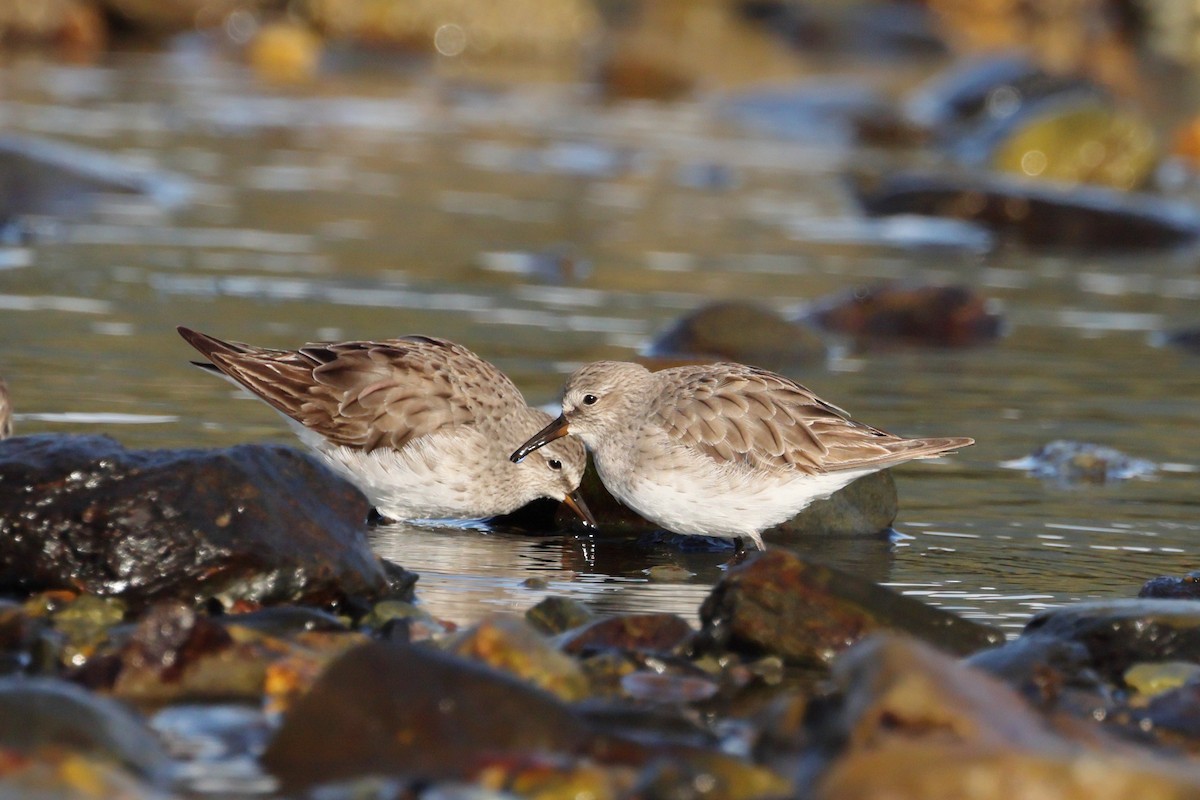 Weißbürzel-Strandläufer - ML647389138