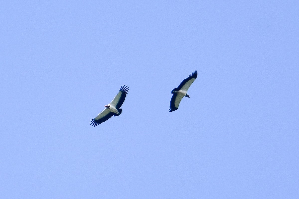 King Vulture - ML647389149