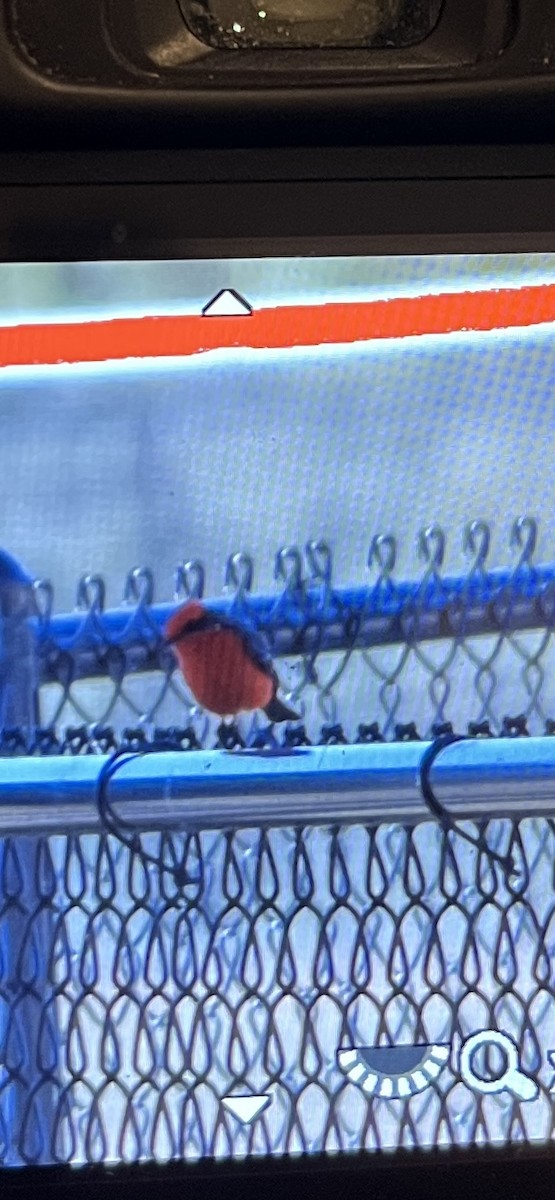 Vermilion Flycatcher - ML647389152