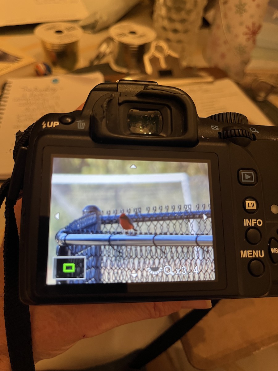 Vermilion Flycatcher - ML647389154