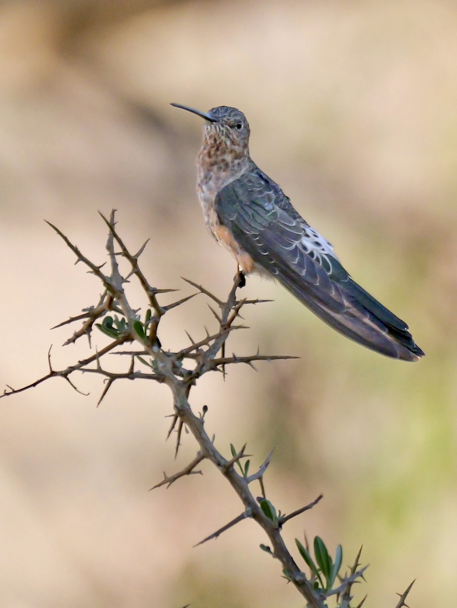 kolibřík velký - ML647389159