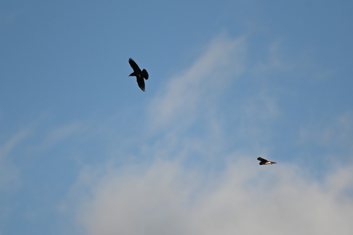 Kolkrabe - ML647389183