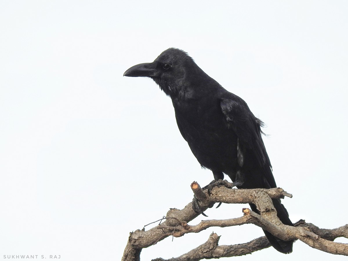 Large-billed Crow - ML647389194