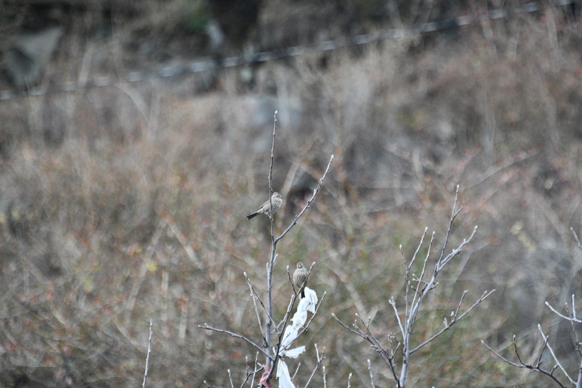 Pink-browed Rosefinch - ML647389207