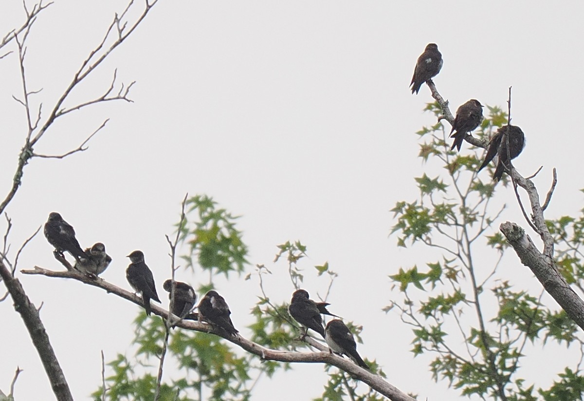 Purple Martin - ML647389212