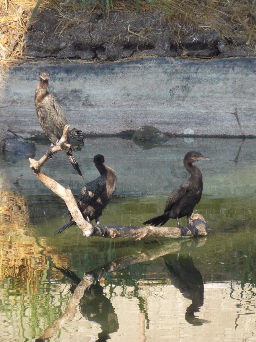 Neotropic Cormorant - ML647389216