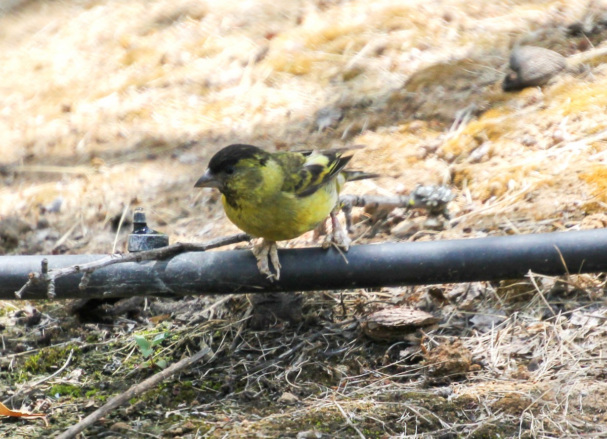 Black-chinned Siskin - ML647389220